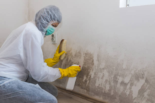 Mold Testing and Removal in Stockton, IL