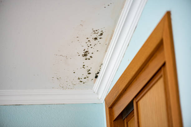 Water Damage Restoration in Stockton, IL