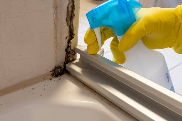 Best Office Mold Removal Services  in Stockton, IL