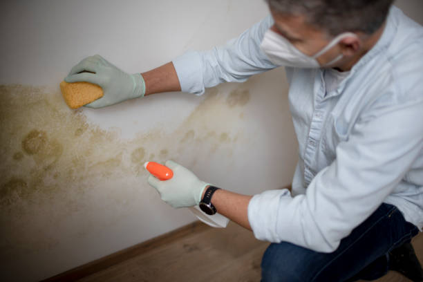 Best Certified Mold Removal  in Stockton, IL