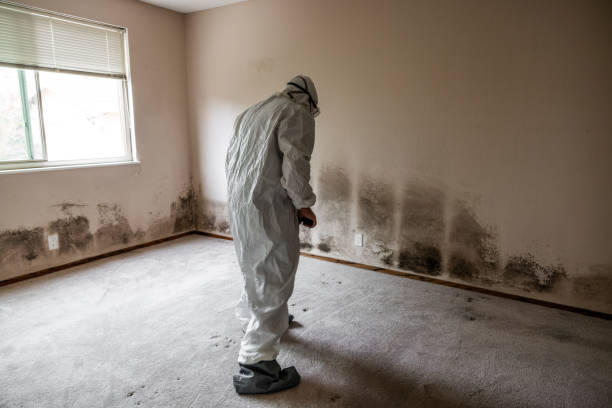 Professional Mold Removal in Stockton, IL