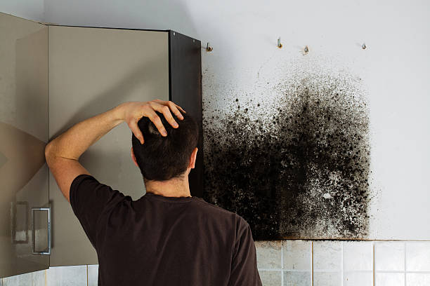 Best Attic Mold Removal  in Stockton, IL