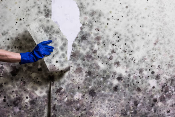 Best Emergency Mold Removal  in Stockton, IL