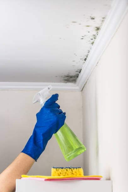 Best Water Damage Restoration  in Stockton, IL