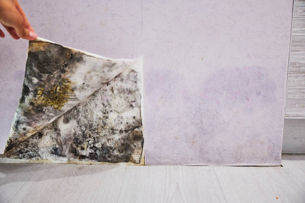 Best Water Damage Restoration  in Stockton, IL